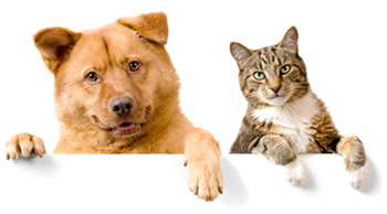 犬と猫のツーショット写真